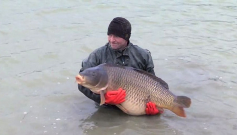 A carp from Jonchery, January Stocking, Jan 2014