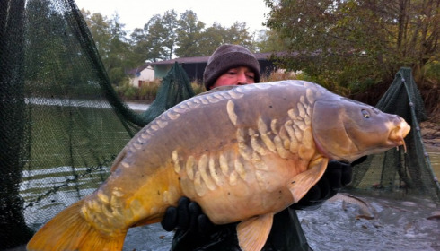 A carp from Jonchery, Nov 2012