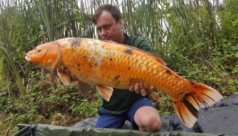 A carp from Jonchery, Jul 2017