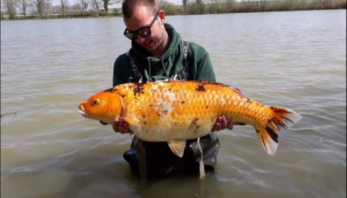 A carp from Jonchery, Apr 2019