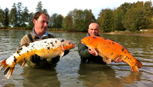 A carp from Jonchery, Nov 2012