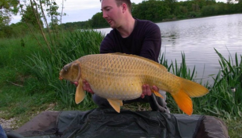 A carp from Jonchery, May 2013