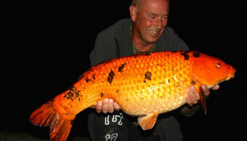 A carp from Jonchery, Apr 2014