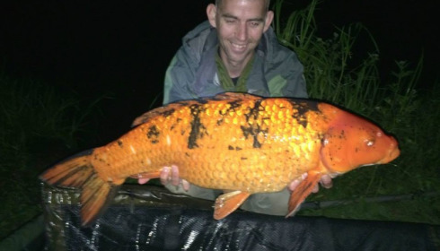 A carp from Jonchery, Jul 2014