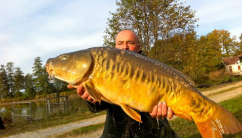 A carp from Jonchery, Nov 2012