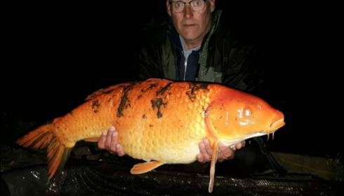A carp from Jonchery, Apr 2019