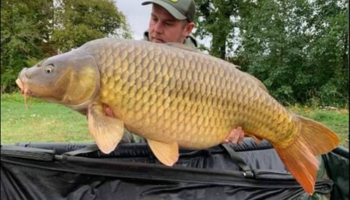A carp from Jonchery, Sep 2019