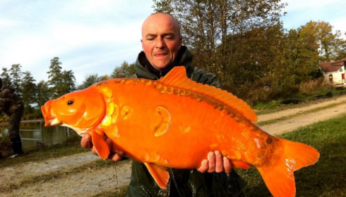 A carp from Jonchery, Nov 2012