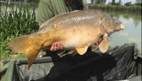 A carp from Jonchery, Jul 2018
