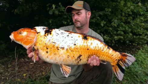 A carp from Jonchery, Oct 2014