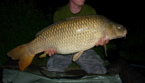 A carp from Jonchery, Jul 2013