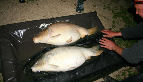 A carp from Jonchery, Apr 2014