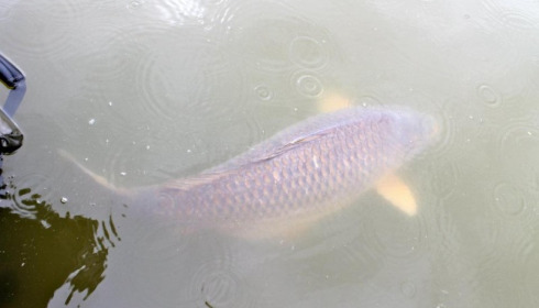 A carp from Jonchery, May 2012