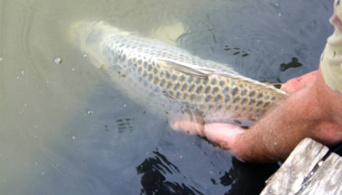 A carp from Jonchery, Apr 2014