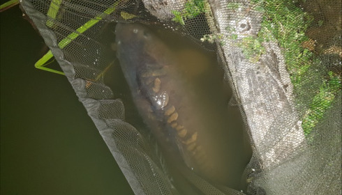 A 51 lb carp from Jonchery, Liz Garrett, Sep 2019