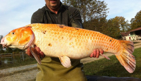 A carp from Jonchery, Nov 2012
