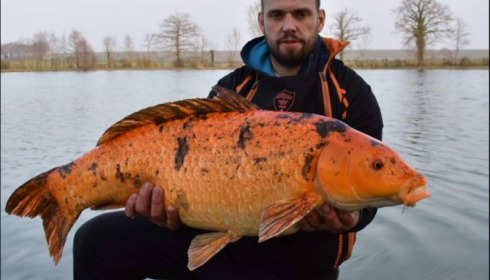 A carp from Jonchery, Mar 2019