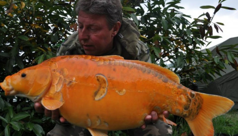 A carp from Jonchery, Swim 1, May 2014