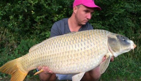 A carp from Jonchery, Jul 2014