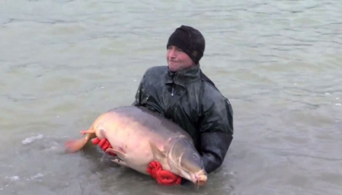 A carp from Jonchery, January Stocking, Jan 2014