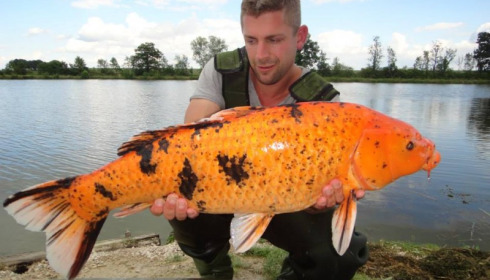 A carp from Jonchery, Jul 2014