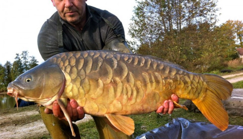 A carp from Jonchery, Nov 2012