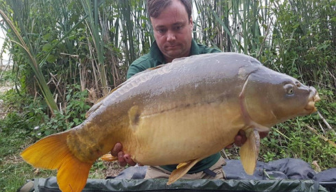 A carp from Jonchery, Jul 2017