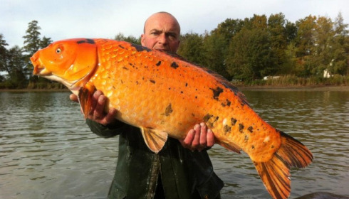 A carp from Jonchery, Nov 2012