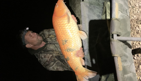 A fish from Jonchery, Oct 2021