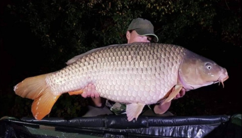 A carp from Jonchery, Sep 2019