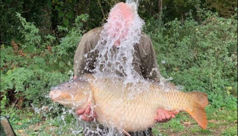 A carp from Jonchery, Oct 2018