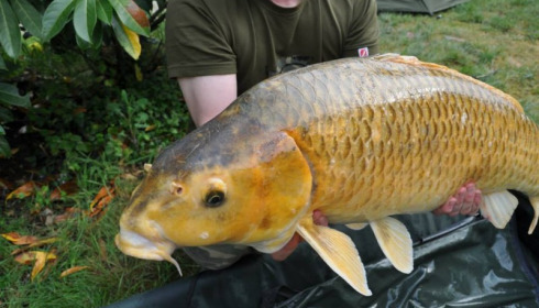 A carp from Jonchery, Swim 1, May 2014