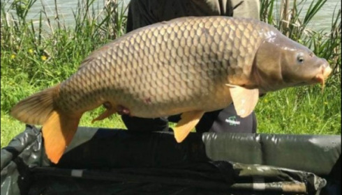 A carp from Jonchery, May 2019