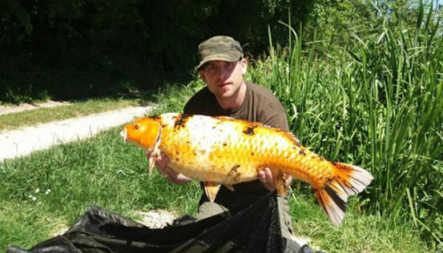 A carp from Jonchery, May 2017