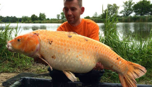 A carp from Jonchery, Jul 2014