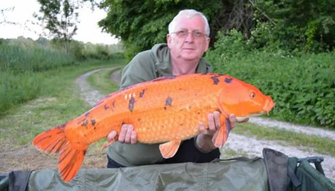 A carp from Jonchery, May 2018