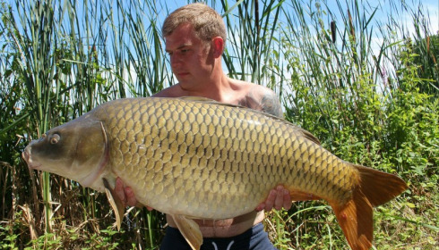 A carp from Jonchery, Jul 2017