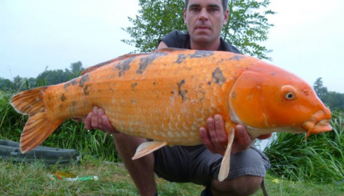 A carp from Jonchery, Aug 2013