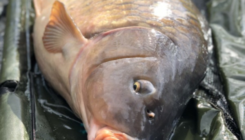 A 50 lb 8 oz carp from La Fonte, Carter Party, Apr 2018