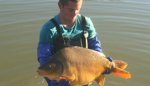 A carp from Landes, Jan 2018