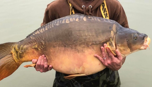 A carp from Landes, Additional Stocking, Dec 2021
