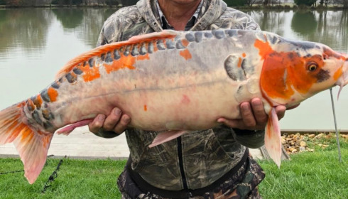 A 29 lb fish from Landes, Additional Stocking, Dec 2021