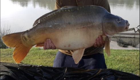 A 38 lb carp from Landes, Derek seager, Aug 2019