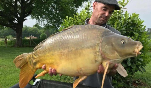 A carp from Landes, May 2018