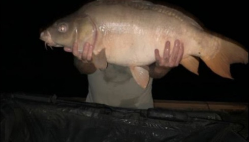 A carp from Landes, Mike Ohara, Sep 2019