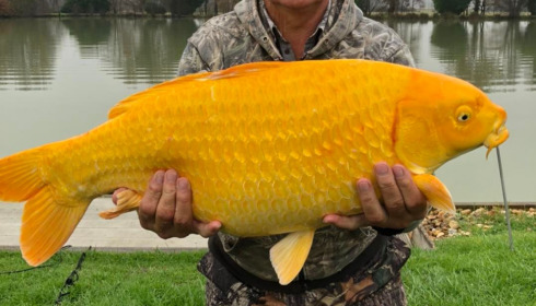 A carp from Landes, Additional Stocking, Dec 2021
