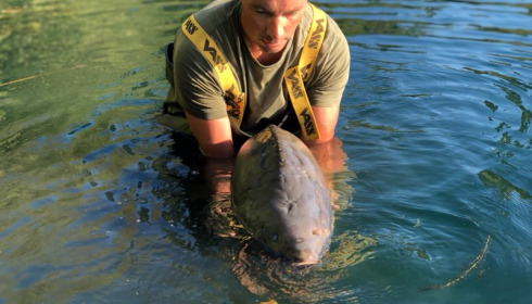 A 54 lb carp from Laroussi, Gaetan, Aug 2022