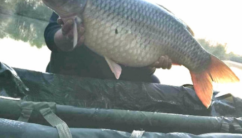 A 44 lb carp from Laroussi, Jun 2021