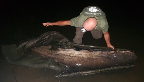 A 150 lb catfish from Laroussi, MARK BAMBRIDGE, Aug 2017