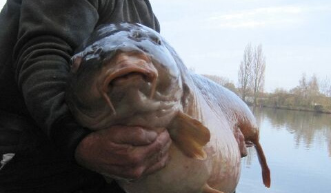 A 71 lb 12 oz carp from Laroussi, Roy Wretham, Nov 2014